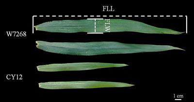Genetic dissection of quantitative trait loci for flag leaf size in bread wheat (Triticum aestivum L.)